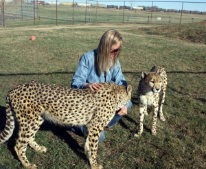 cheetahs at Discovery Wildlife Park